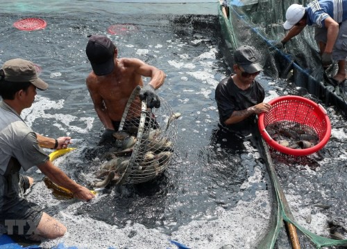 Cà Mau: Gần Tết mà đơn hàng thưa thớt, nông dân, hợp tác xã được hỗ trợ đưa nông sản lên... sàn