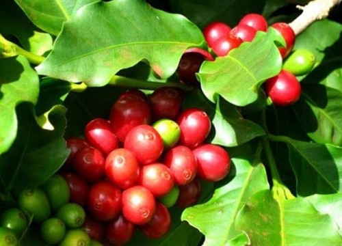 Giá cà phê hôm nay 20/12, Robusta cao lịch sử, chuỗi cung ứng toàn cầu có thể tắc nghẽn đến cuối 2022