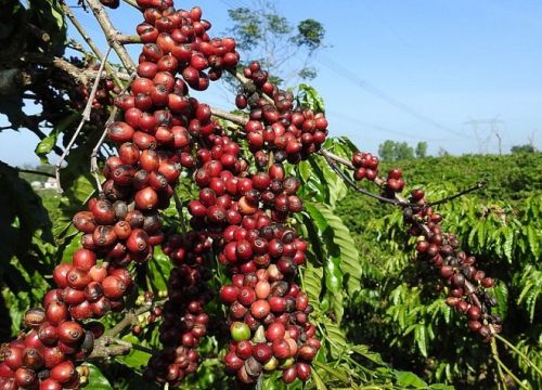 Giá cà phê hôm nay 21/12, Giảm sâu, robusta tiếp tục khan hàng, thị trường phụ thuộc diễn biến Covid-19