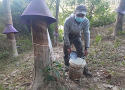 Kon Tum: Hở ra là bị đào trộm sắn, trút trộm mủ cao su, nông dân phản ánh, xã bảo đang cho xác minh