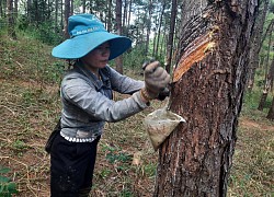 Kon Tum: Những phận đời phiêu bạt nơi rừng thông, cây hết nhựa lại nhổ lều đi nơi khác