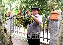 Nam Định: Trồng thứ cây thẳng tuột cứ như trồng cây cảnh, ai ngờ có ngày cả làng giàu lên, 1 năm thu 60 tỷ