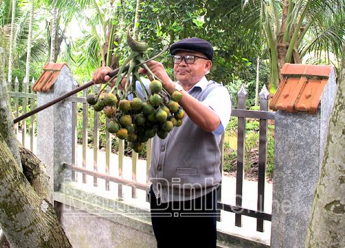 Nam Định: Trồng thứ cây thẳng tuột cứ như trồng cây cảnh, ai ngờ có ngày cả làng giàu lên, 1 năm thu 60 tỷ