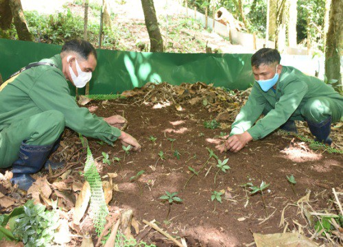 Nhờ lợi thế phát triển "quốc bảo", xã Măng Ri tiến gần hơn với xã nông thôn mới kiểu mẫu