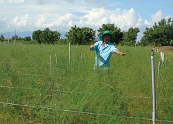 Ninh Thuận: Trên vùng đất khô cằn nông dân vẫn trồng thứ "rau vua" thu tiền tỷ nhờ một "cây đũa thần"