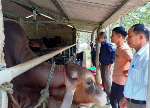 Nuôi cá leo dưới ao, nuôi bò to bự trên cạn, nông dân 8X tỉnh Quảng Trị bán con nào cũng đắt hàng