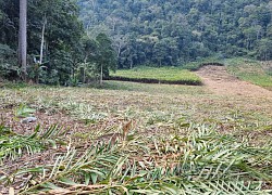 Sơn La: Tại sao người dân chặt bỏ không thương tiếc một loại cây từng cho thu nhập hàng trăm triệu đồng/ha?