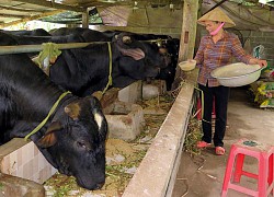 Thành phố nào của Việt Nam là đơn vị đầu tiên trong cả nước lai tạo, phát triển thành công giống bò F1 3B?