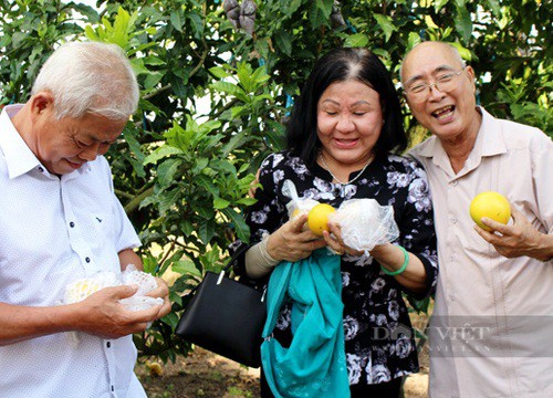 Trồng thứ trái lạ, ngọt ngào, vàng óng, bóng đẹp, chưa chín đã nhiều người gạ mua