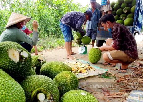 Vận hành hẹ thống công trình thủy lợi Cái Lớn - Cái Bé, Bộ NNPTNT yêu cầu 5 tỉnh miền Tây những điều gì?