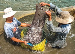 Vùng đất này ở tỉnh Cà Mau dân nuôi dày đặc loài cá bán Tết, xem cảnh xúc cá ai cũng trầm trồ