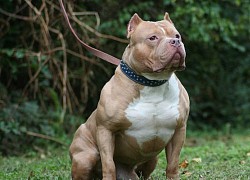 Chó Pitbull điên cuồng tấn công con mồi giữa phố, 3 người lớn "vật lộn" để cứu nguy