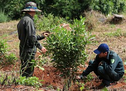 Đắk Nông: Nông dân vùng biên trúng đậm vì loại hạt cứng như đá được giá, 1 cây thu về cả triệu đồng