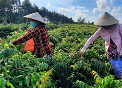 Hậu Giang: Lạ đời, trồng rau dại đọc "méo cả miệng", ai ngờ lại được quán xá, nhà giàu săn lùng hỏi mua tới tấp