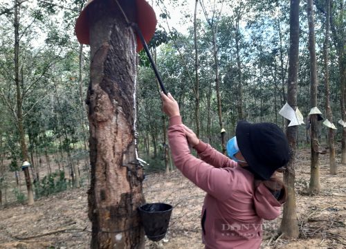 Kon Tum: Giá cao su tăng cao, nông dân ra vườn là có tiền triệu nhưng ngành chức năng vẫn khuyến cáo một điều