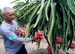 Long An: Nông dân đang tăng diện tích trồng thanh long kiểu "sạch 100%" này để thoát dần thị trường Trung Quốc