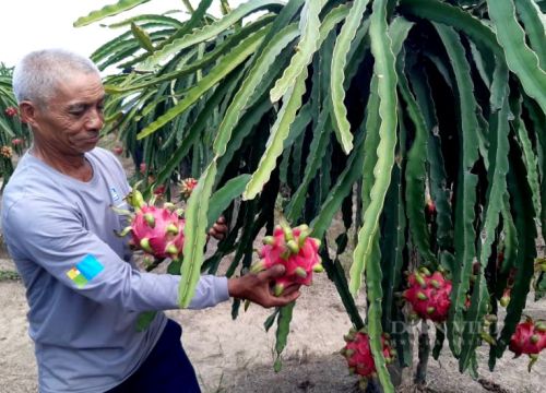 Long An: Nông dân đang tăng diện tích trồng thanh long kiểu "sạch 100%" này để thoát dần thị trường Trung Quốc