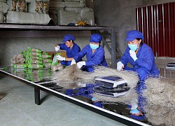 Nữ giám đốc với hành trình 30 năm kiên định làm miến sạch, đưa hàng sang Âu - Mỹ