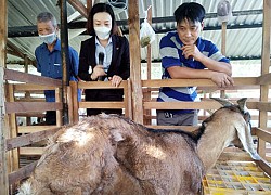 Nuôi dê cho ăn xơ mít, vỏ mít...bất ngờ nông dân Hậu Giang thu lời nhiều hơn