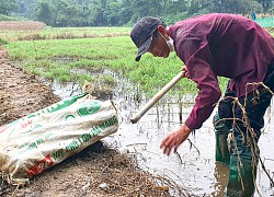 Phú Thọ: Theo anh trai làng đi ra đồng không mông quạnh nhử bắt con đặc sản, ai nhìn thấy cũng muốn mua