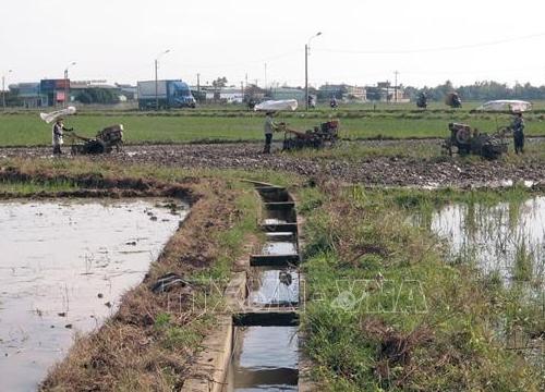 Phú Yên khẩn trương gieo sạ vụ Đông Xuân sau lũ