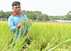 Tây Ninh phấn đấu tăng thêm 10 xã đạt chuẩn nông thôn mới