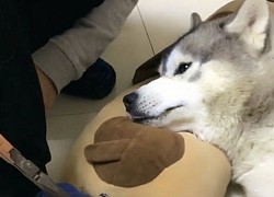 Husky cắn hỏng dép rồi tỏ mặt ngây thơ, không ngờ gặp phải 'siêu cao thủ'