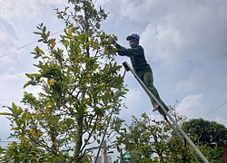 Vĩnh Long: Trồng cây cảnh này thu tiền tỷ, gần tết rồi mà "cả làng" vẫn im ắng, thì ra có "tay chơi ngầm"