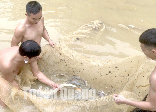 Tuyên Quang: Cá lăng chấm là loài cá gì mà ở đây nuôi toàn con to bự, bắt lên xem ai cũng trầm trồ?