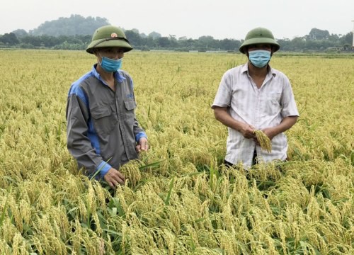 Bắc Ninh: "Cả làng" ở thành phố này "chung thủy" chỉ cấy giống lúa nếp gì mà mỗi năm "ẵm" về hơn 50 tỷ?