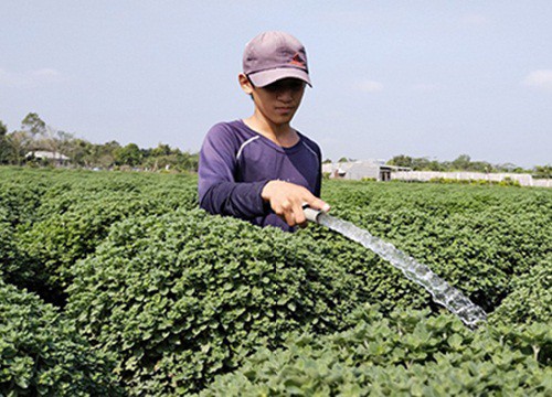 Cả làng trồng "cây cảnh" chỉ chưng mấy ngày tết, chả mấy hôm nữa mà cánh đồng sắp vàng như một mâm xôi