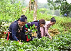 Hà Nội: Nhiều hộ thoát nghèo nhờ trồng dược liệu, nuôi bò ở vùng đệm khu bảo tồn, vườn Quốc gia