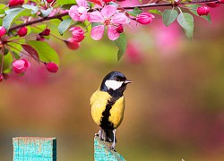 Hào phóng, rộng rãi, người sinh tháng Âm lịch này kiếm tiền hiệu quả, làm việc xuất sắc