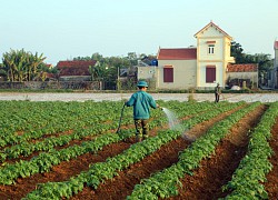 Nghệ An: Trồng khoai tây bới lên toàn củ là củ, tỉnh chi hẳn 2,5 tỷ đồng hỗ trợ nhân rộng