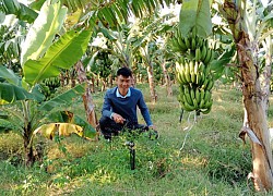 Sơn La: Trồng chuối già Nam Mỹ, chuối tây Thái Lan có gì đặc biệt mà hứa hẹn cho tiền tỷ?