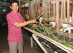 Tiền Giang: Nuôi một loại con đẻ ra trứng, nuôi thêm một loại con đẻ ra con, lãi ròng gần 20 triệu/tháng