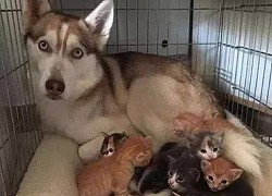 Đại ngáo Husky đứng hình vì chịu kiếp "đổ vỏ", sự thật phía sau khiến chủ nhân cười ra nước mắt