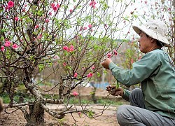 Soi bí kíp thúc, hãm hoa nở đúng dịp tết