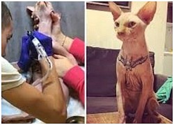 Sự thật đằng sau bức ảnh mèo có hình xăm gây tranh cãi