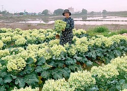 Hình ảnh rau súp lơ nở bung mà không bán được: Nhìn đẹp bao nhiêu, lòng buồn bấy nhiêu!