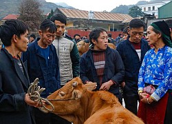 Phiên chợ bò ở cao nguyên đá