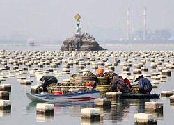 Quảng Ninh tìm cách 'giải cứu' nông sản ế ẩm vì dịch Covid-19