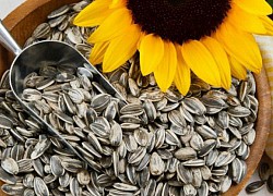 Biết được lý do ăn hướng dương bị mất giọng, khàn giọng, bạn sẽ quyết định tiếp tục ăn hay dừng luôn