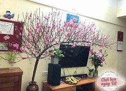 Chi tiền triệu săn đào huyền về chơi Tết, mẹ Việt tiết lộ cách cắm không lo đổ gục