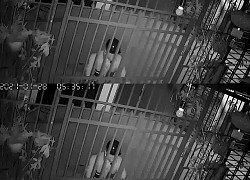 Chó cưng đột nhiên biến mất không dấu vết, chủ nhà kiểm tra camera phát hiện cảnh tượng bàng hoàng
