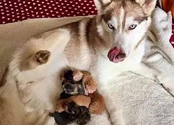 Chó Husky ngơ ngác vì 'đổ vỏ' cho mèo