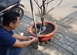 Gắn camera, xích gốc cây kiểng... chống trộm