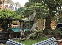 Mãn nhãn cây duối "đẹp nhất Việt Nam", giá triệu đô đại gia vẫn lắc đầu không bán