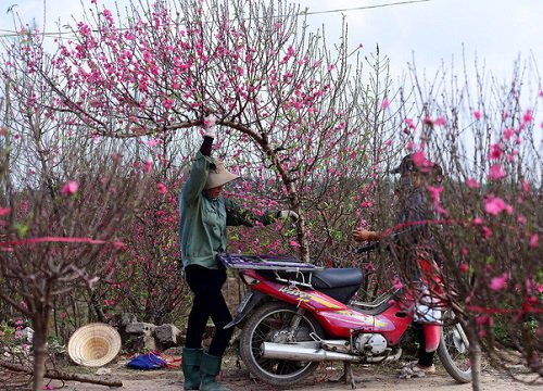 Bí quyết chọn và chăm sóc hoa đào ngày Tết