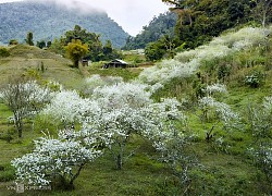 Hoa mận khoe sắc trên 'cổng trời'